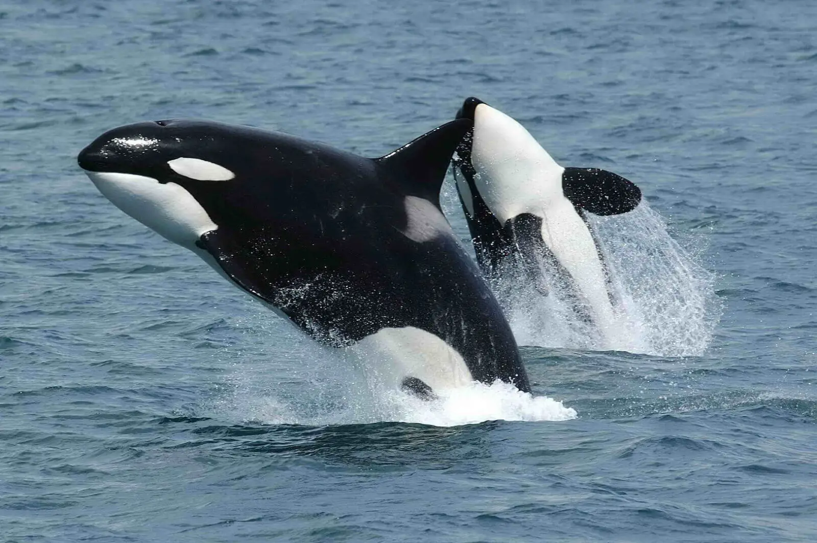 Two Orca Whales Jumping Out of the Water